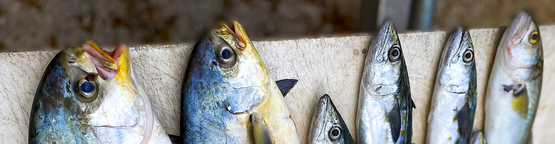 Fall Mullet Run is Coming, Fishing Reports & Fishing Updates, Ponce  Inlet, FL